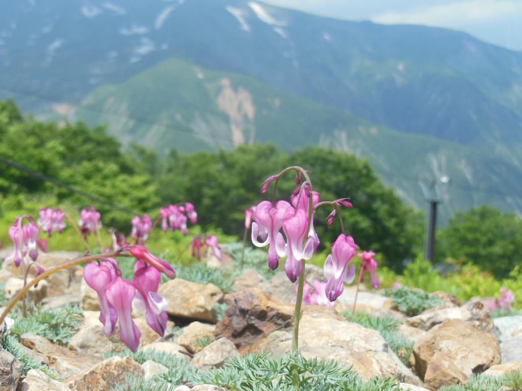 白馬村 ペンション シエルヴィラ エクステリア 写真