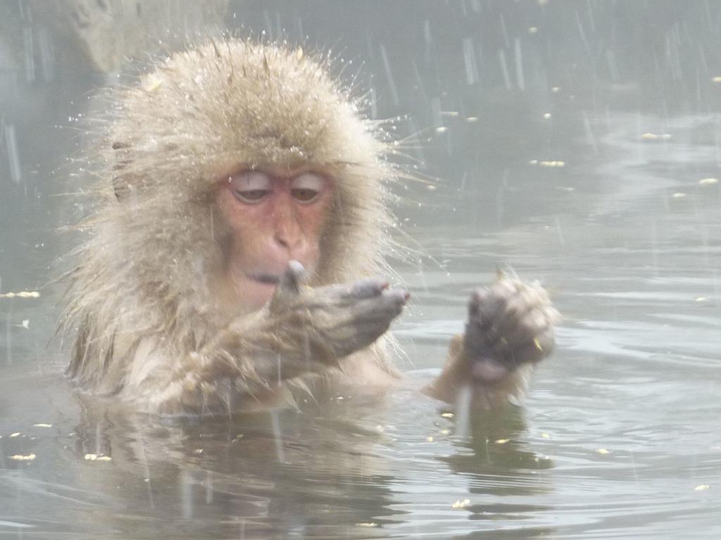 白馬村 ペンション シエルヴィラ エクステリア 写真
